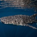 Whale Shark Sulawesi tour