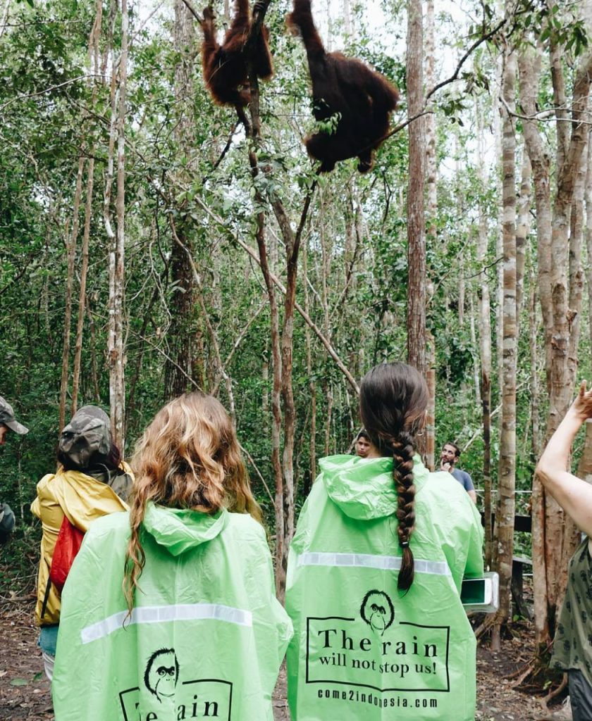 best time of year to visit orangutans in borneo