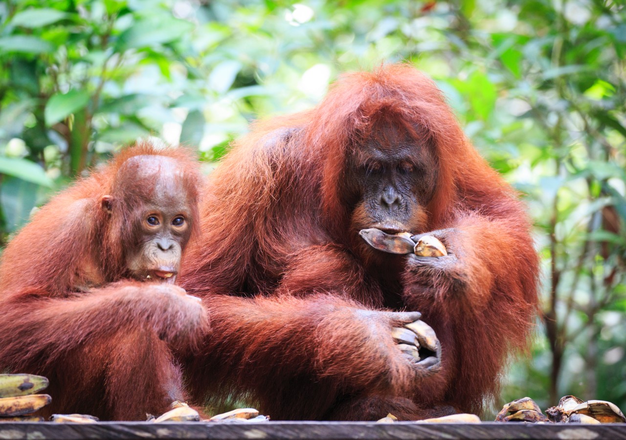 Orangutanes en Indonesia