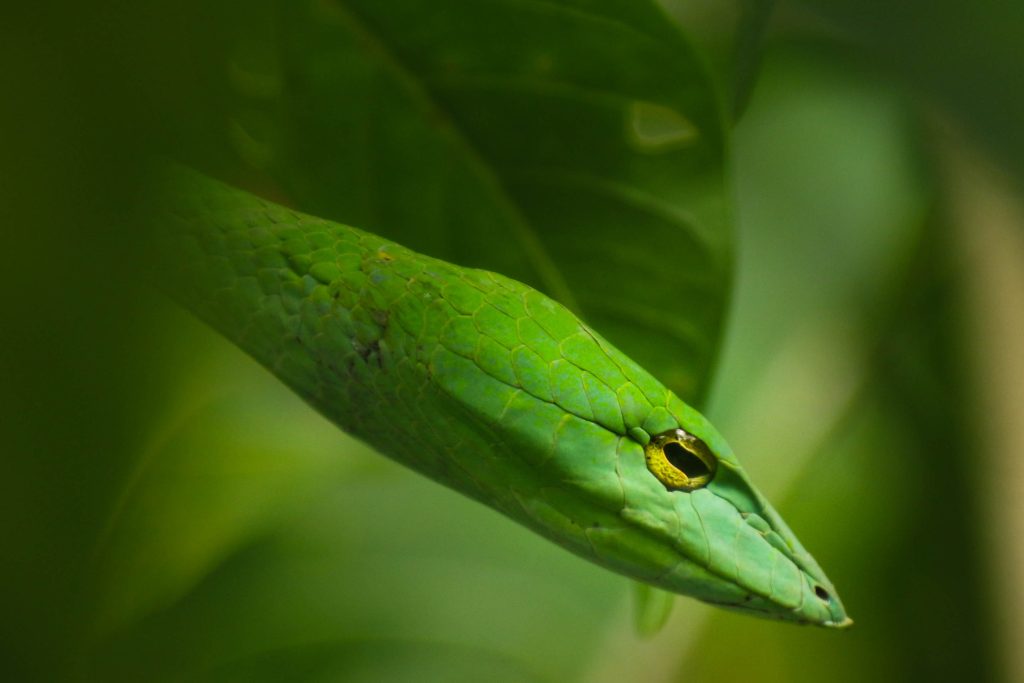 Surviving the JUNGLE of KING COBRA Indonesia! (Venomous SNAKE