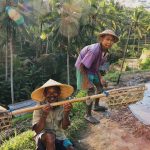 Ubud Bali Indonesia local rice terrace - Come2Indonesia