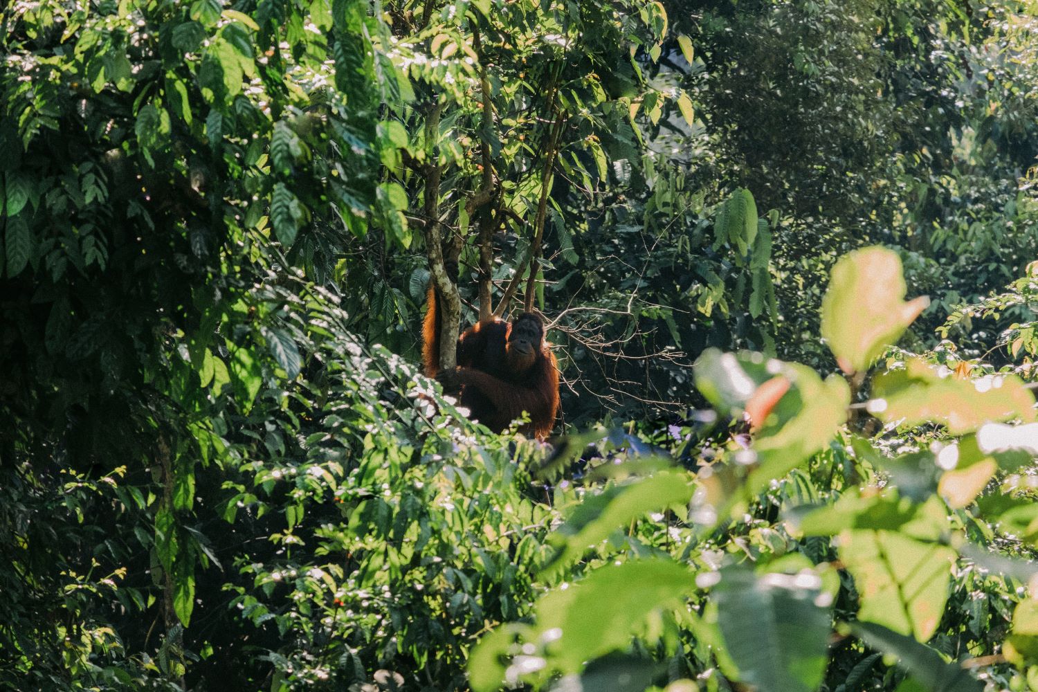 Orangutanes en Indonesia