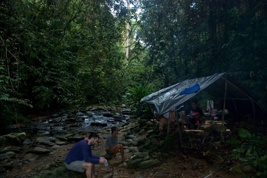 Orangutanes en Sumatra