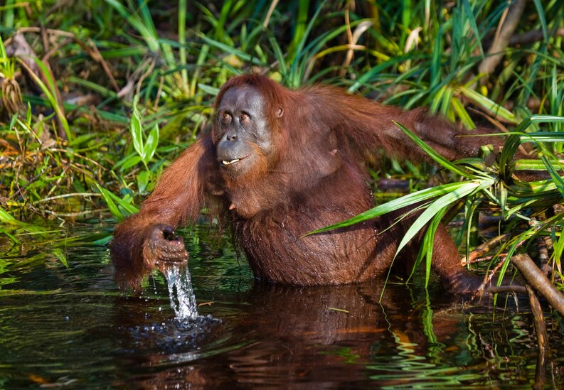 Orangutanes en Borneo