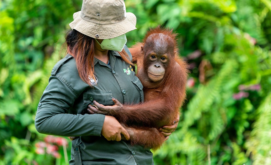 Orangutanes en Indonesia