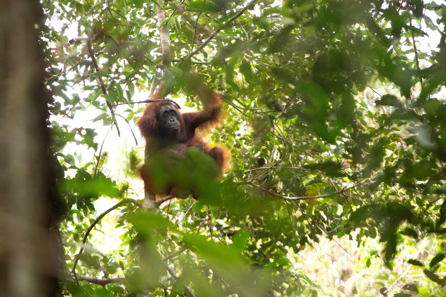 Orangutanes en Indonesia