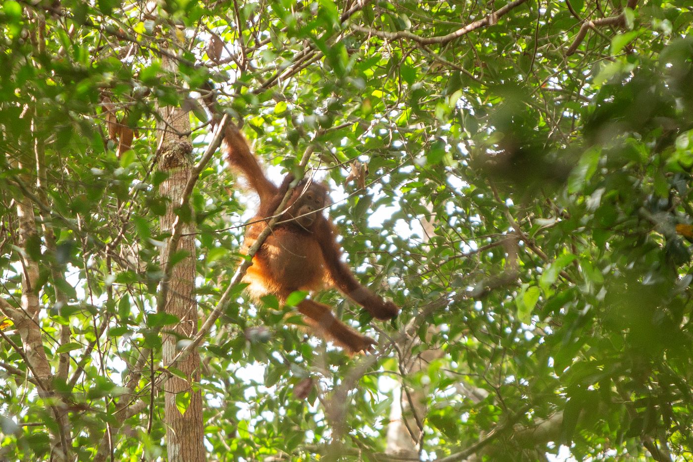 Orangutanes en Indonesia