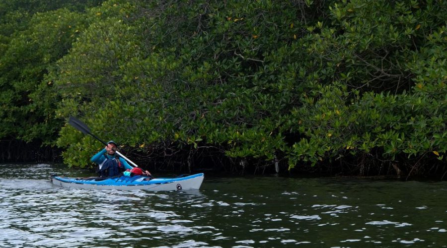 Aventura en Kayak por la Cueva Rangko: Manglares, murciélagos y aguas turquesas, Flores