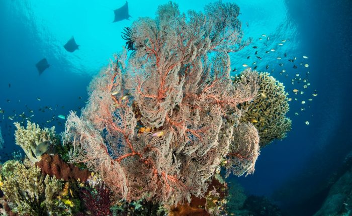 Dive Insurance for Indonesia - Why it’s essential for every scuba trip